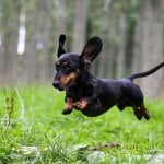 Dachshund running