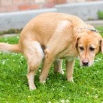 Golden retriever pooping