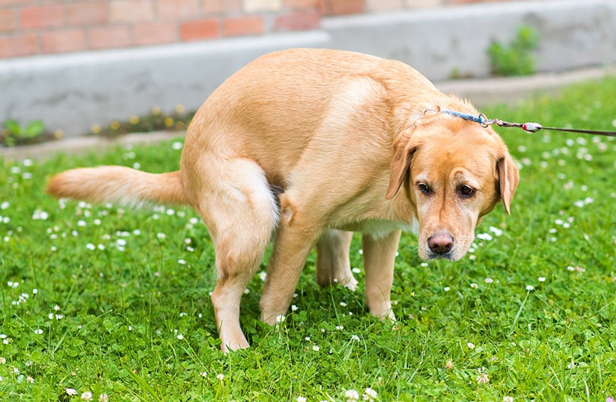 Golden retriever pooping