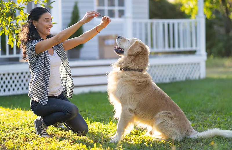 Dog is training