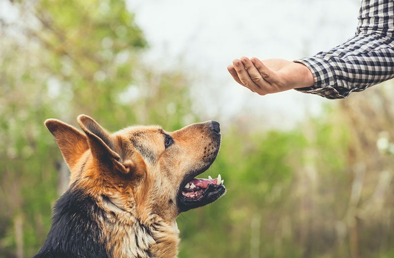 Dog getting treat