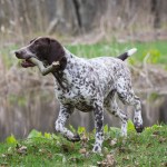 german shorthaired pointer running with a stick