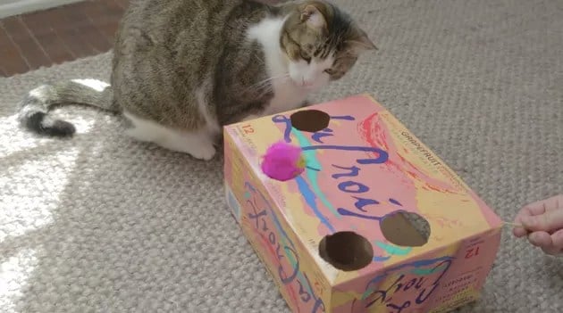 soda box cat toy