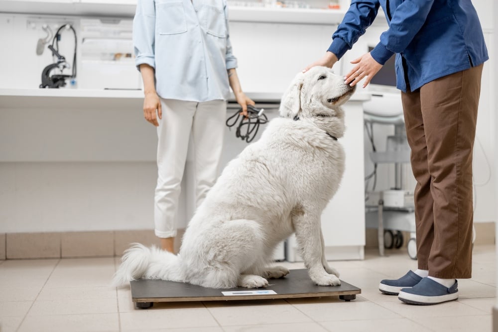 white fluffy dog on scale at vet office