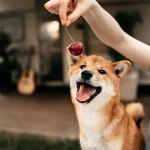 Shiba Inu dog with cherry dangling in foreground