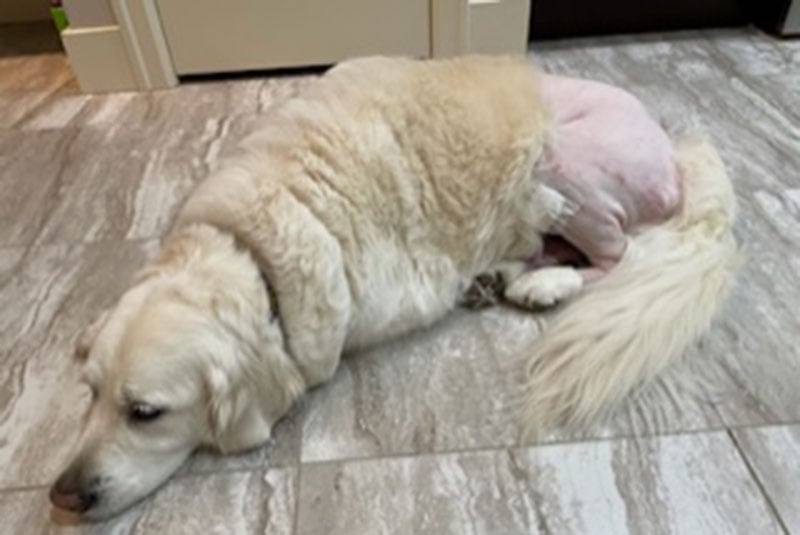 Golden retriever shaved for surgery