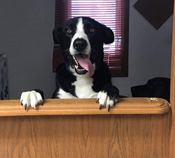 Cute dog, paws on counter