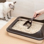 Cat and litter box