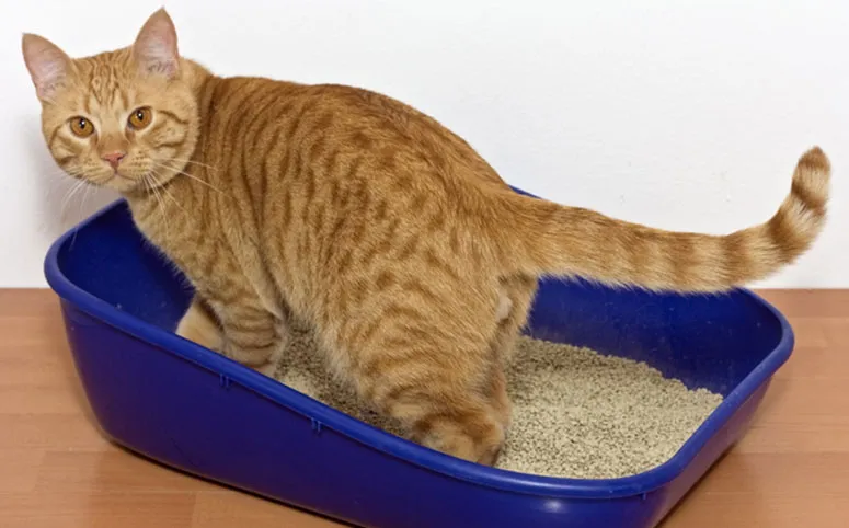 cat in a litter box