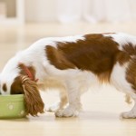 dog eating out of food bowl