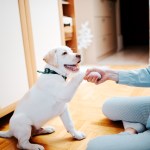 person teaching puppy how to shake