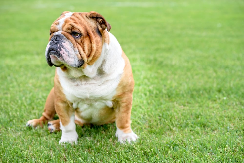 Beautiful English bulldog outdoor,selective focus and blank space