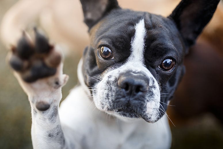 Cute French Bull dog