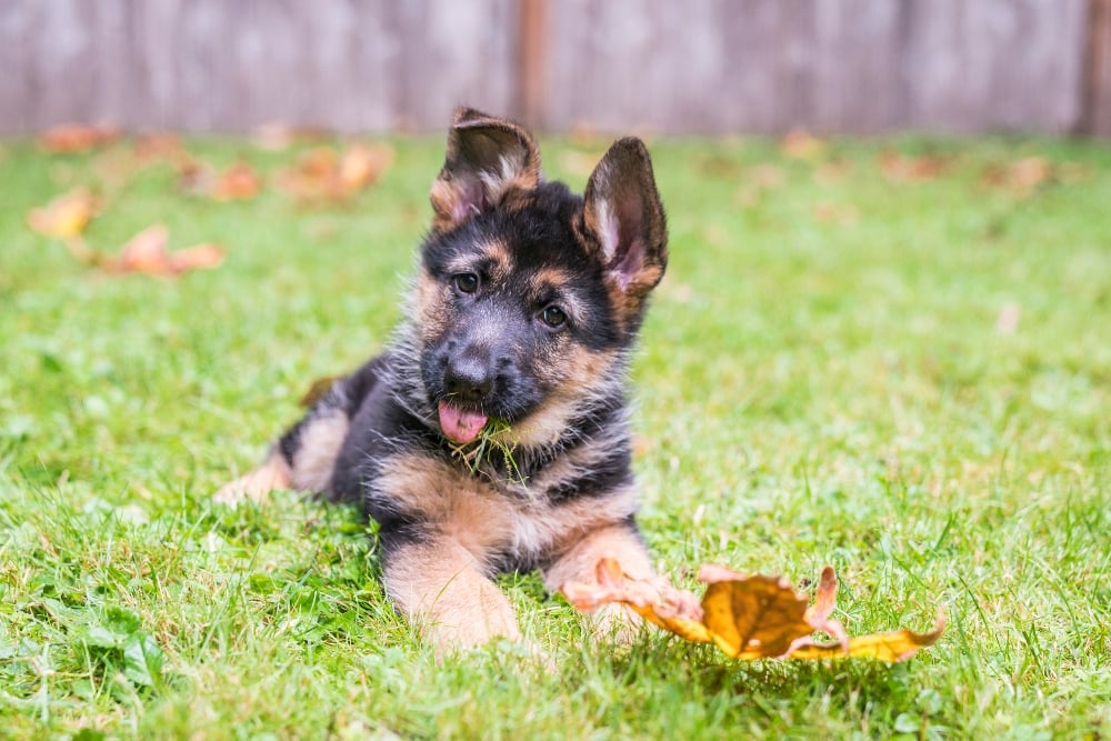 german shepherd puppy in the grass