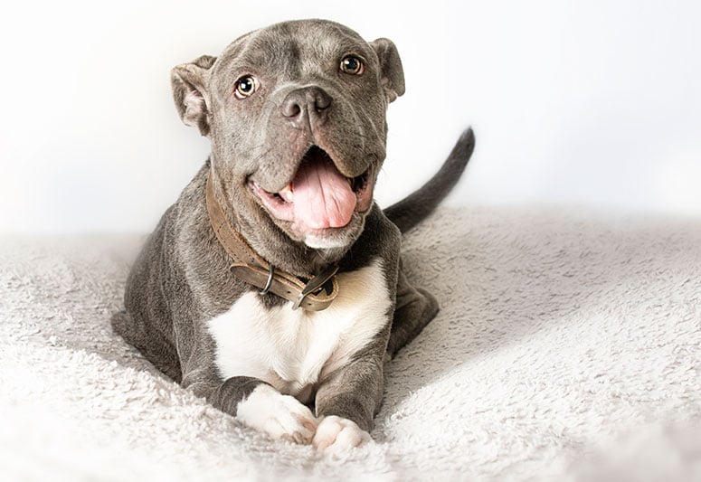 pitbull puppy