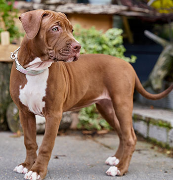 Brown pitbull standing