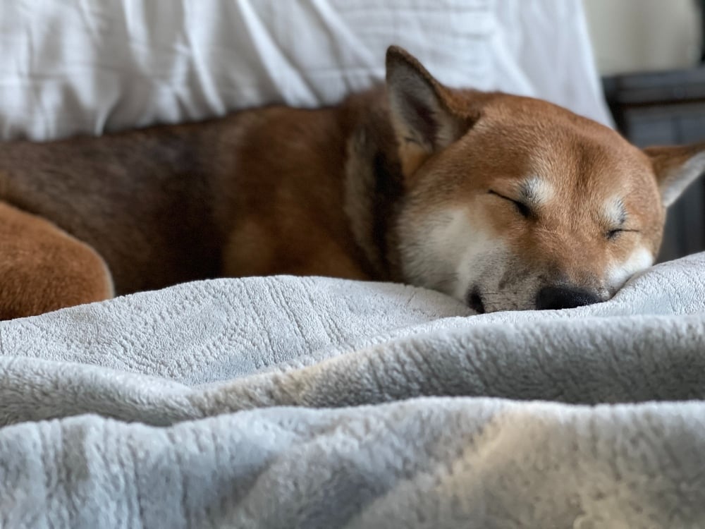 shiba inu sleeping