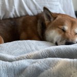 shiba inu sleeping