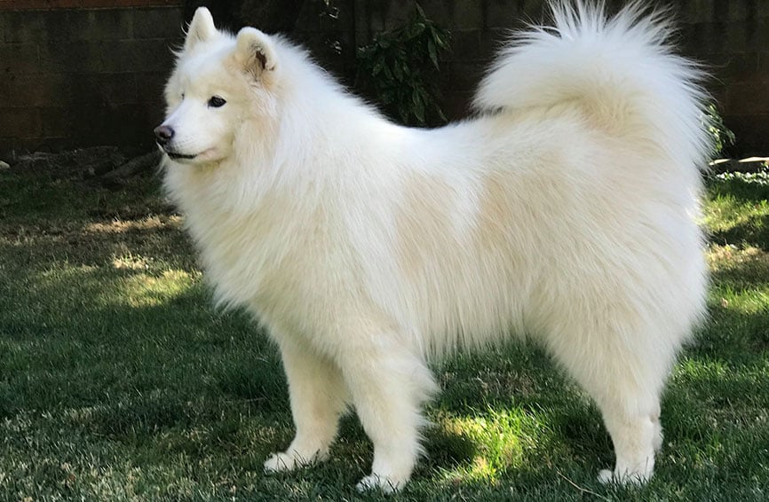 White Samoyed dog