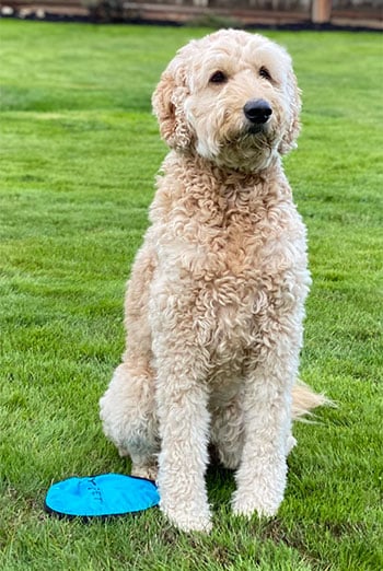 Goldendoodle in the yard