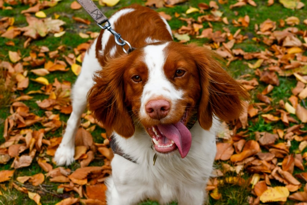 Brittany fashion springer spaniel