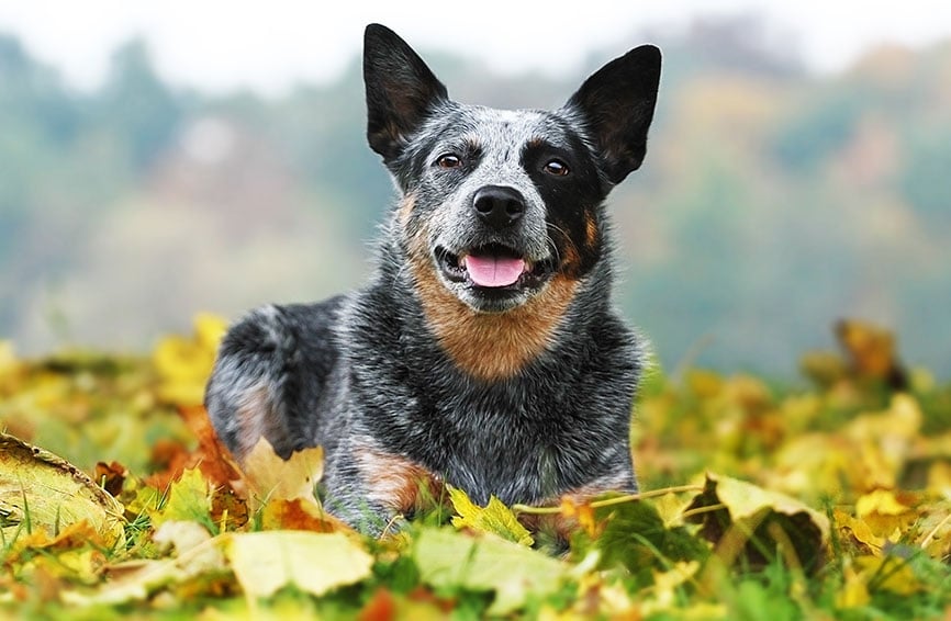 Australian cattle dog