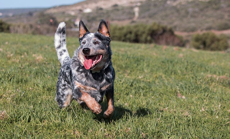 Australian cattle dog