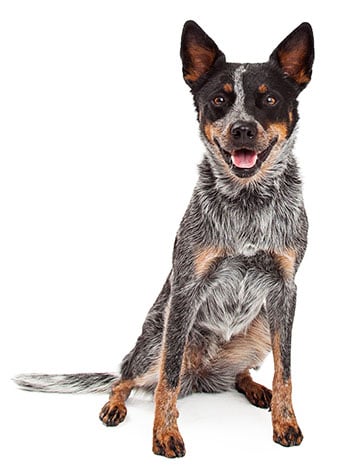 Australian cattle dog