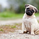 pug puppy sitting on dirt outside