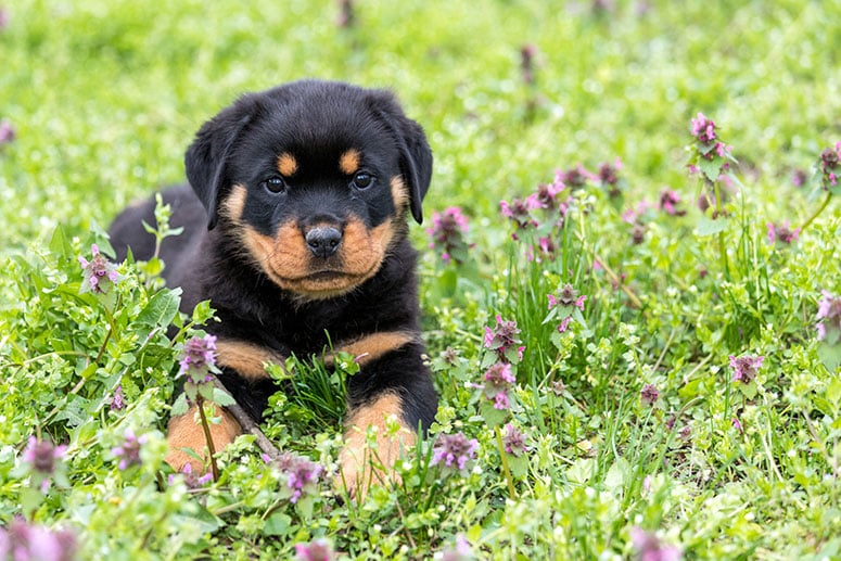 Rottweiler puppy