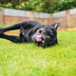 black dog lying down in grass