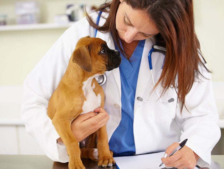 Boxer dog at the vet