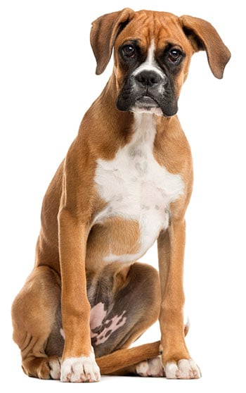 Boxer dog