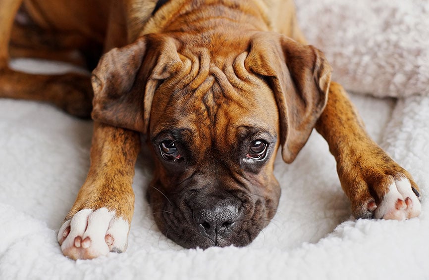 Boxer dog