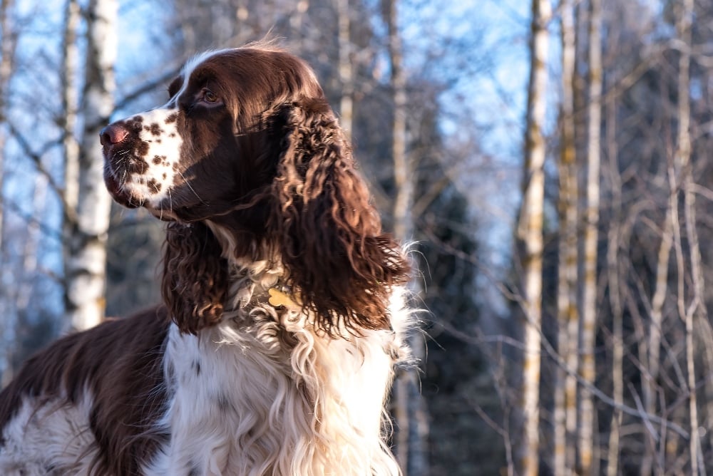 close up of english springer spaniel dog