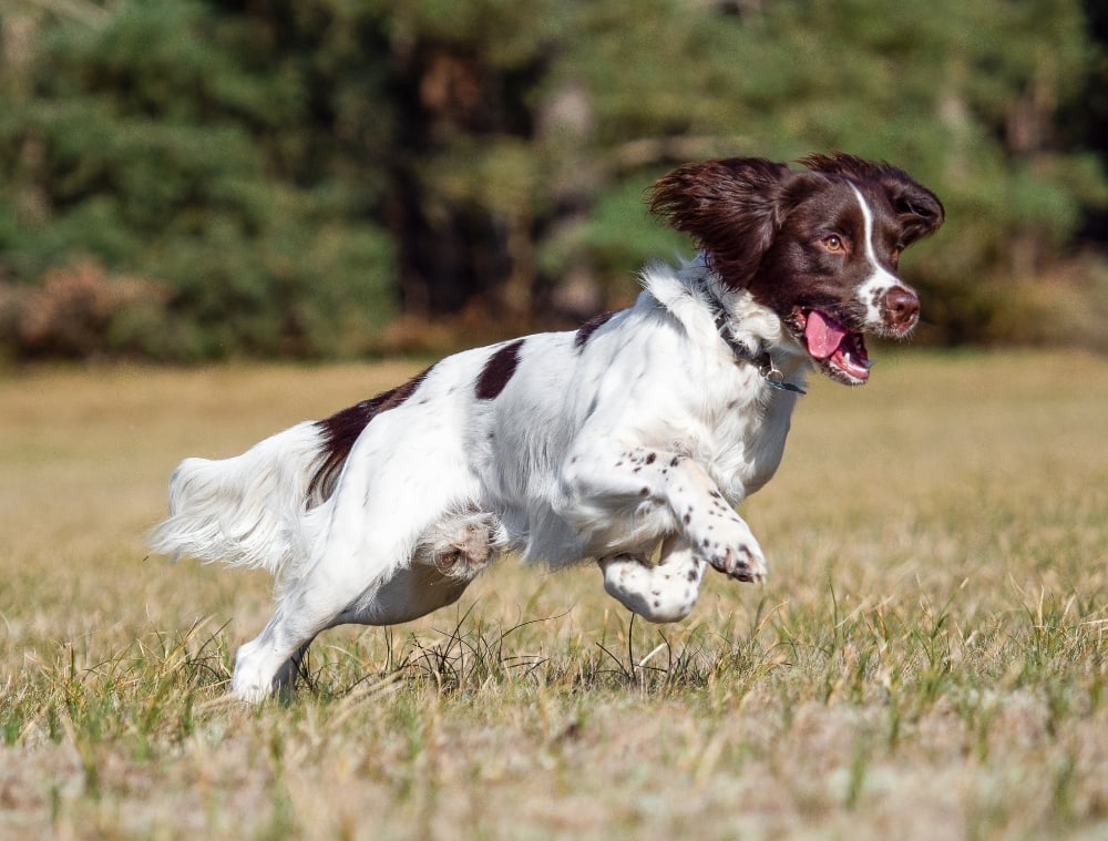 english springer spaniel running in field