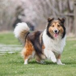 sheltie dog standing in grass