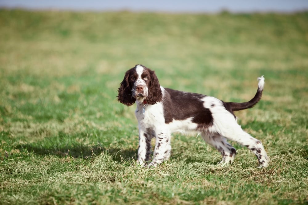 Best dry dog food for springer spaniels uk best sale