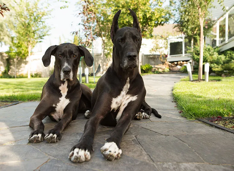 2 Great Danes