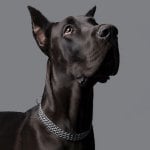 Great Dane