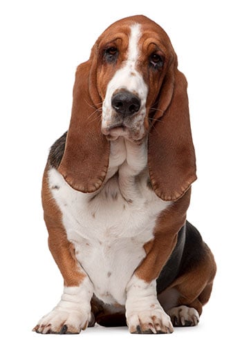 Bassett hound on white background