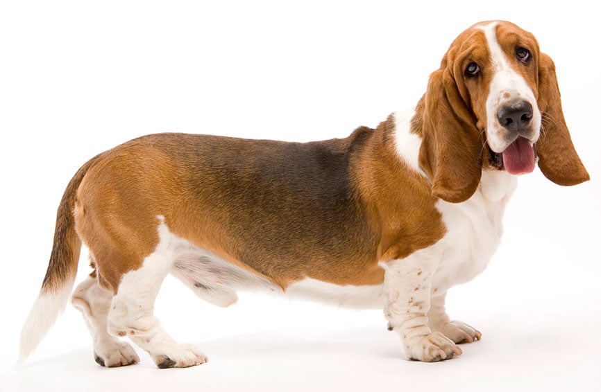 Bassett hound on white background