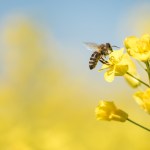 bee on yellow flower