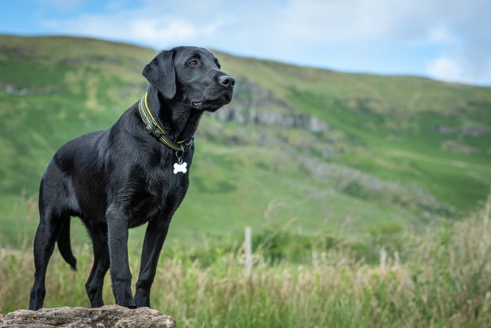 black labrador retriever dog outside