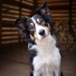 Border Collie tilting his head