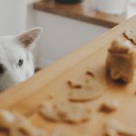 A dog eyeing cookies being made