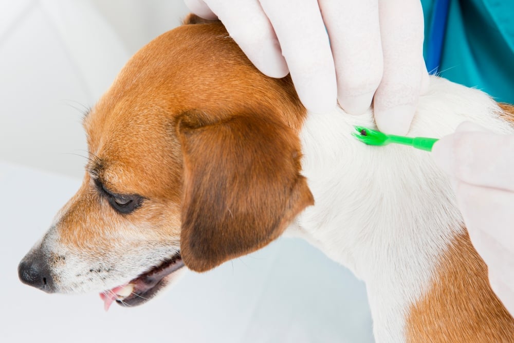 hands removing tick from dog