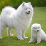 samoyed dog and puppy sitting in grass