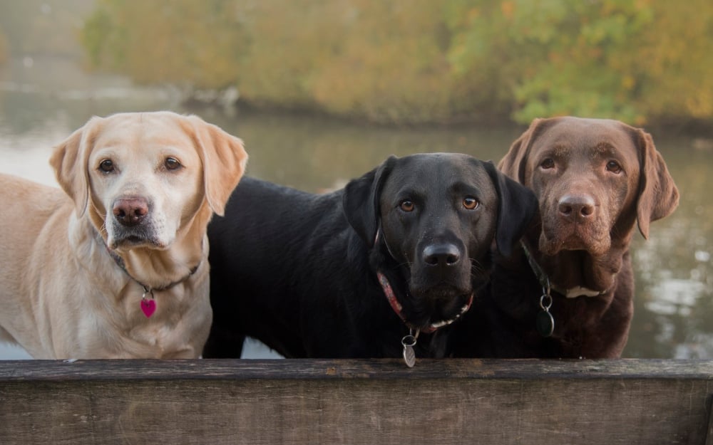 yellow black and chocolate labrador dogs