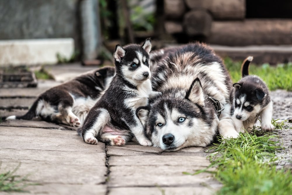 adult husky with two puppies